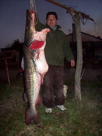 Photo:  massive surubi, amazon river basin